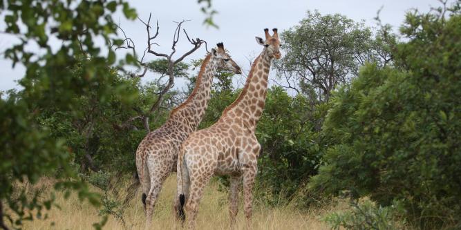 All-Inclusive Safari Trip to South Africa | Adventure by Disney