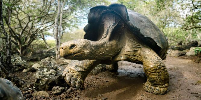 Galápagos Islands Expedition Cruise | Adventures by Disney